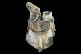 Fossil Crocodylomorph Vertebra - Montana #134813-4